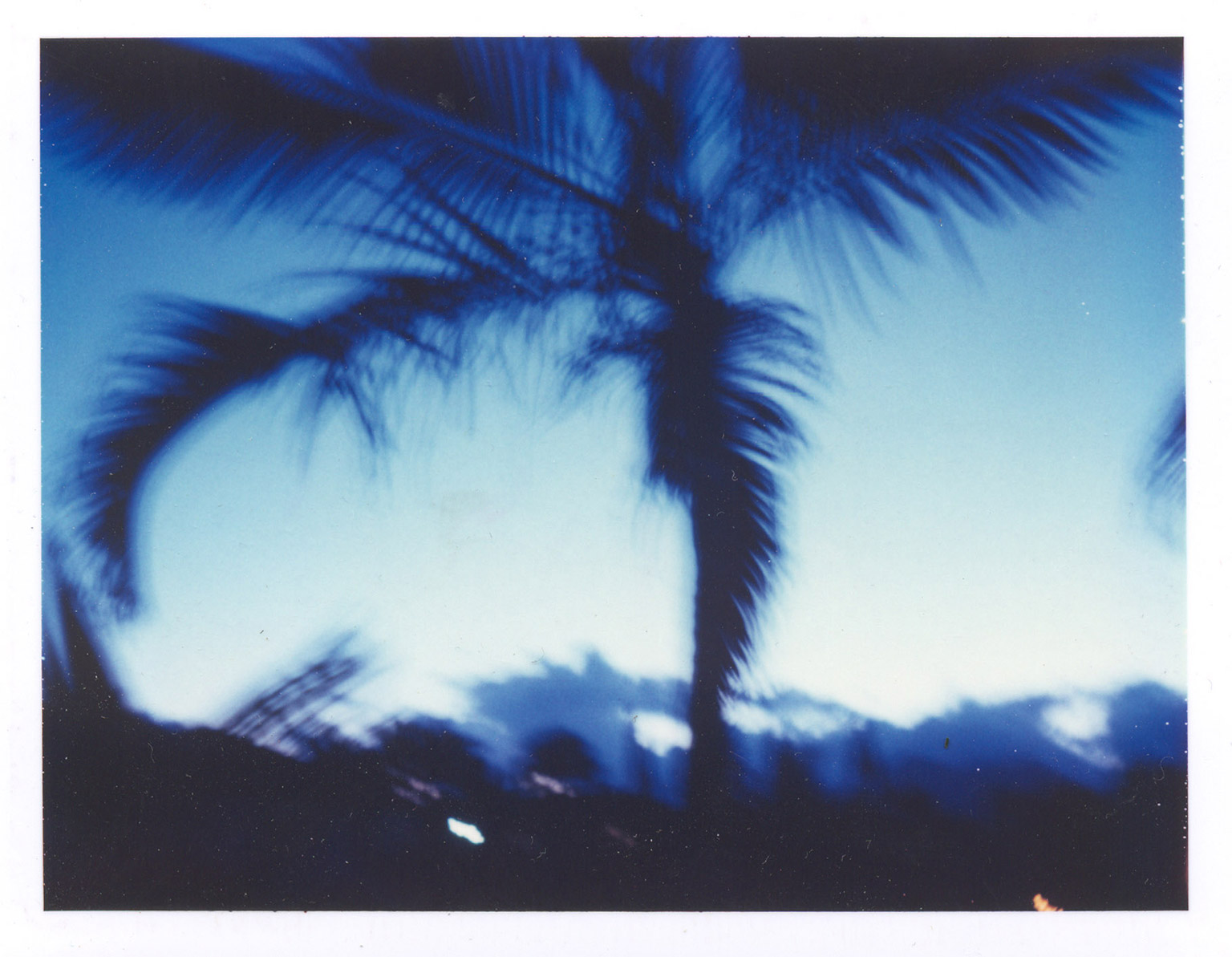 palm+blue