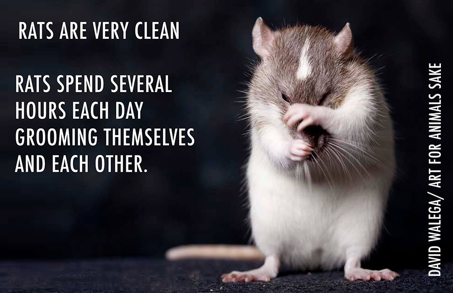 TRU_ratfacts_cleaning_small