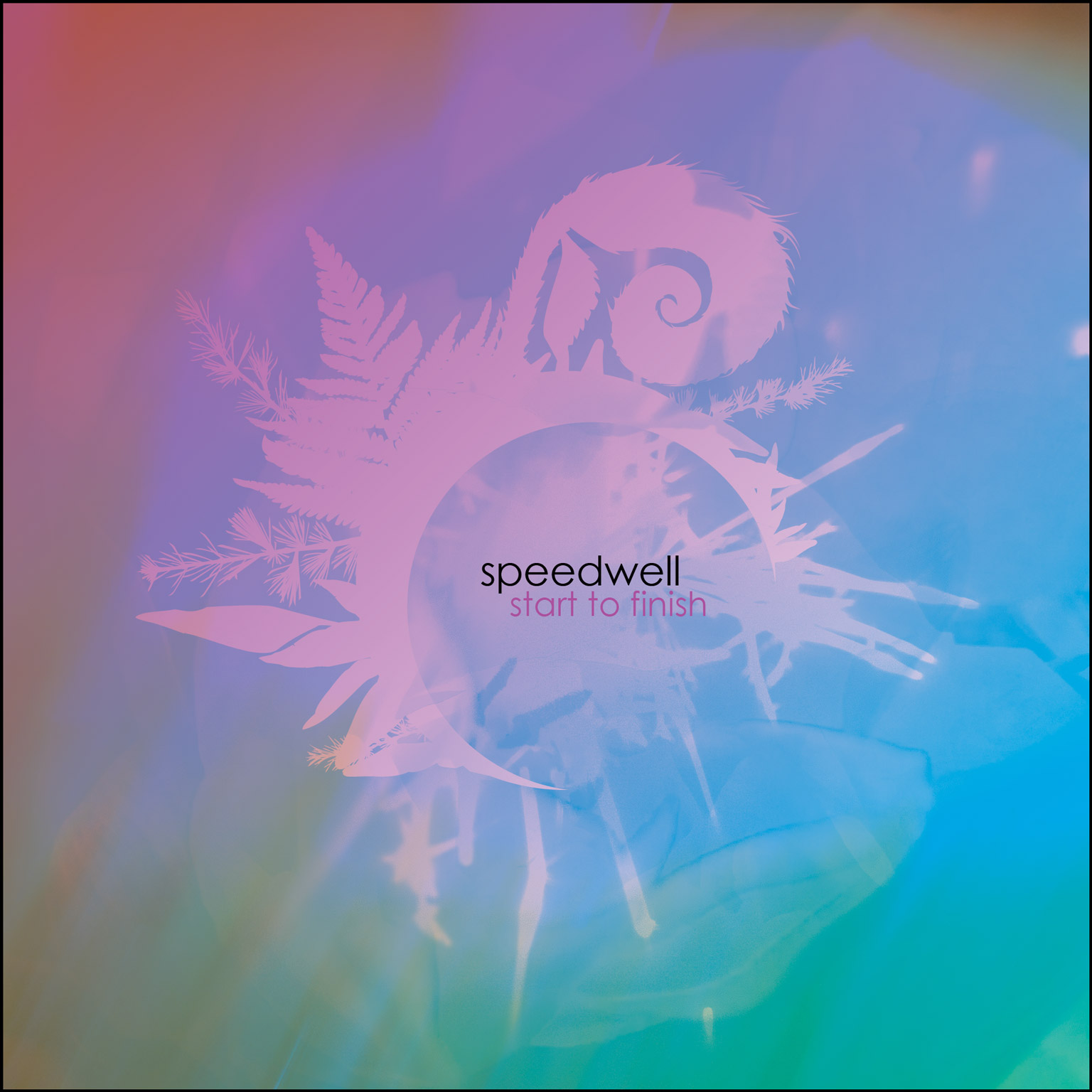 Speedwell-StF_4