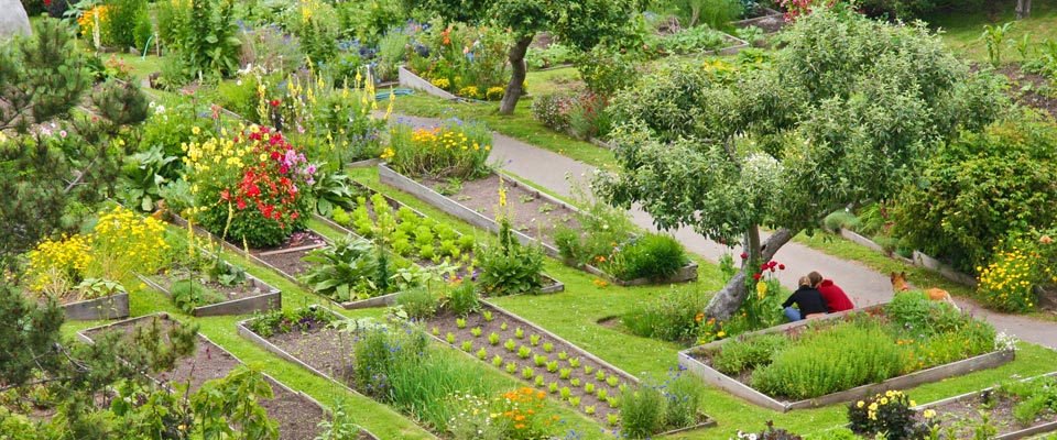 stanford-organic-gardens